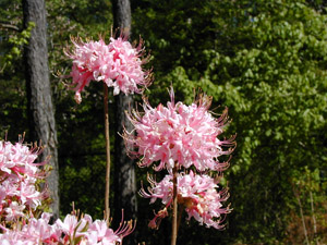Piedmont azalea flowers